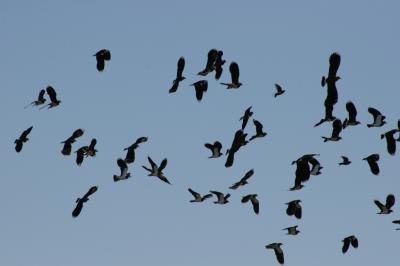 Lapwing in Flight 