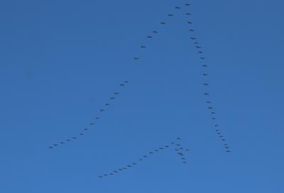  Icelandic White fronted Geese 