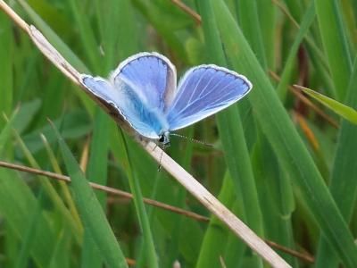  Common blue Butterfly 