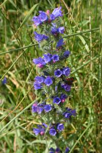  Bugle 