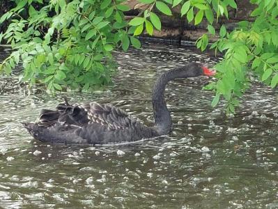  Black Swan 