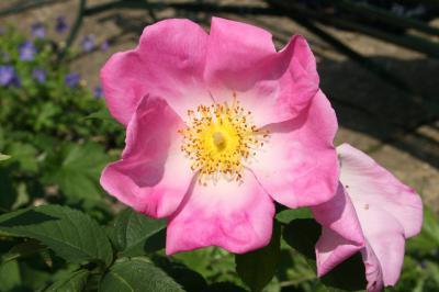  Dof Rose 