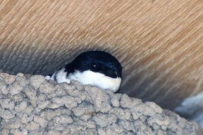  Mouse Martin net site 