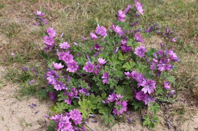  Mallow 