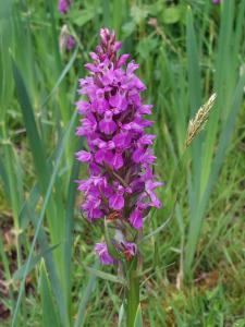  Marsh Orchid at Dawlish 