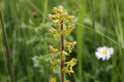  Twayblade 