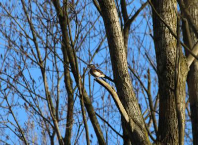  Female Madarin in Poplars 