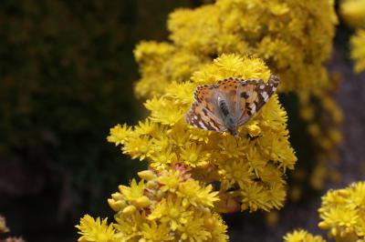 Migratory Painted Lady 