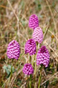  Pyramidal orchids 
