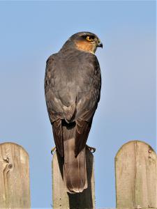  Sparrowhawk 