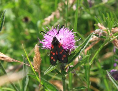  Burddett moth 