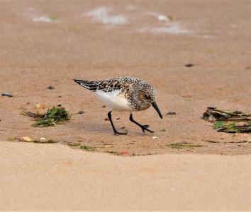  Sanderling 