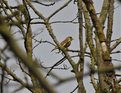  Greenfinch 
