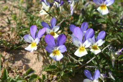  Heartsease 