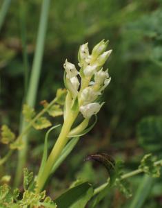  Orchid at Dawlish Warren 