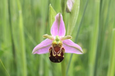  Bee Orchid 