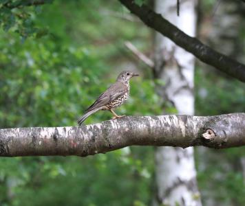  Mistle Thrush 