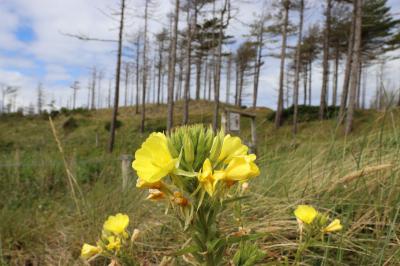  Evening Primrose 