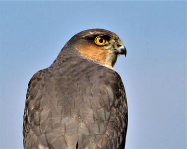 Sparrowhawk close up 