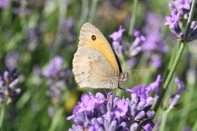  Meadow Brown 