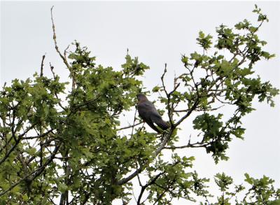  Cuckoo 