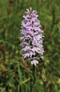  Common spotted orchid 