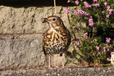  Thrush withsnail shell 
