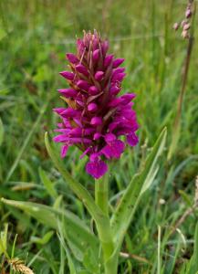  Pyramidal orchid.jpg 