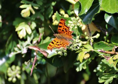 Comma Butterfly in Christleton Meadow 