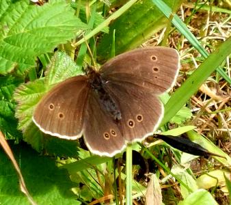  Ringlet Butterfly 