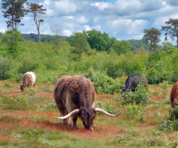  Longhorn Cattle 