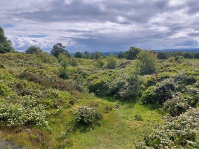  Hill fort at Bickerton 