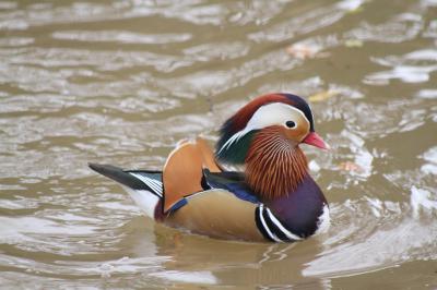  Mandarin Duck 