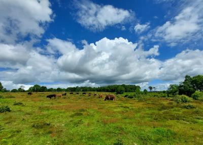  Bickerton Hill 