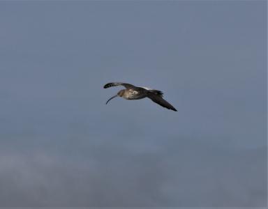  Curlew 