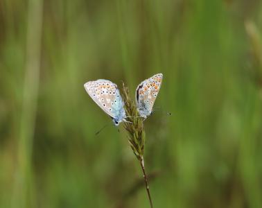  Pair of Common blue Butterflies 