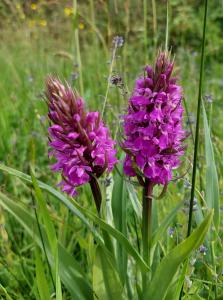  Orchids at Dawlish Warren 