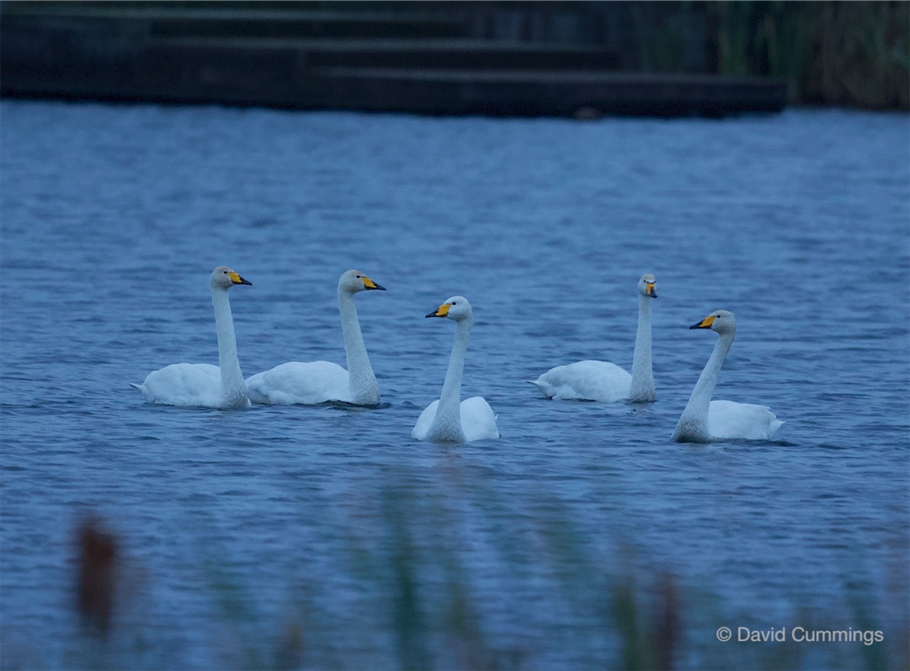 Whooper swans at Hockenhull