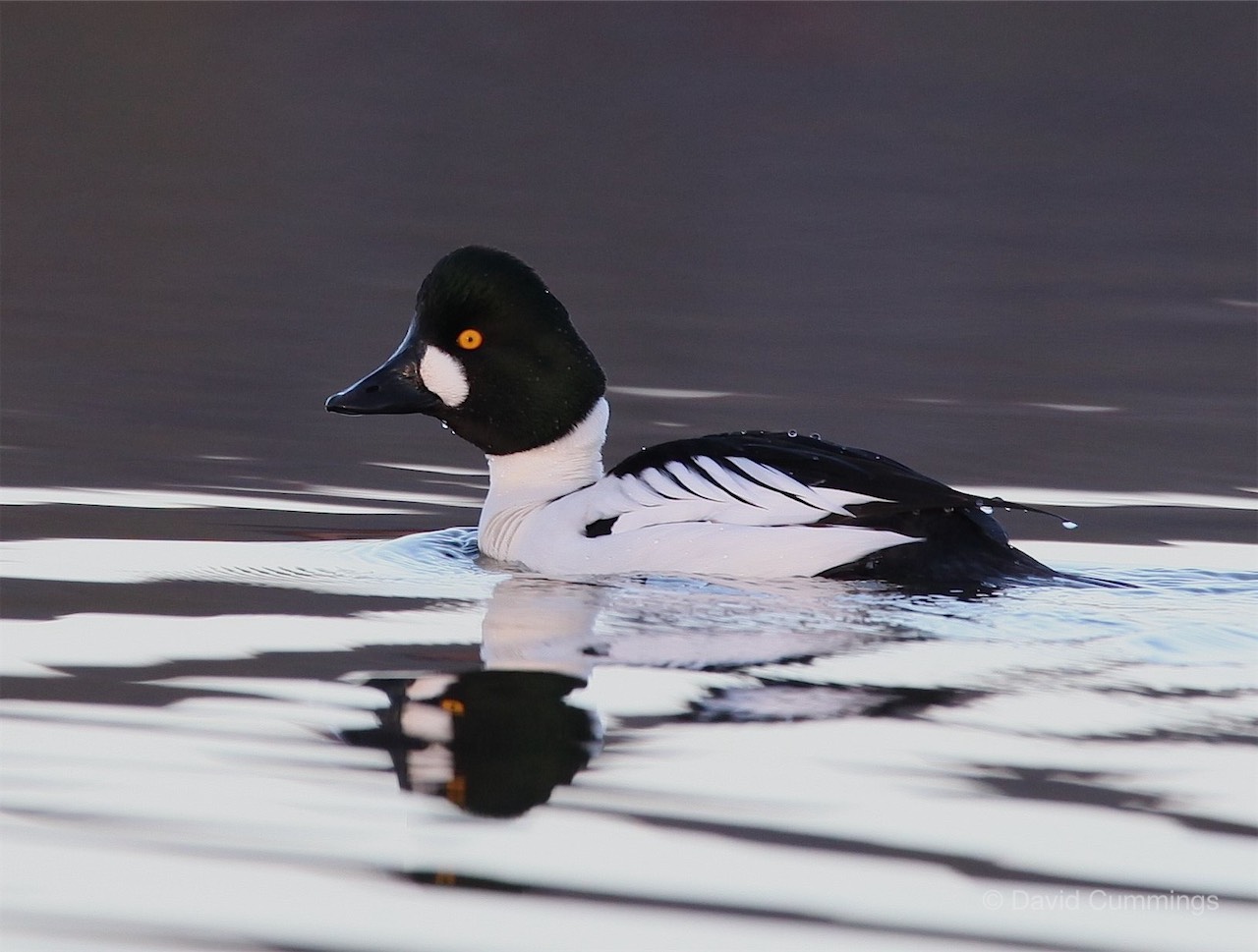 Goldeneye