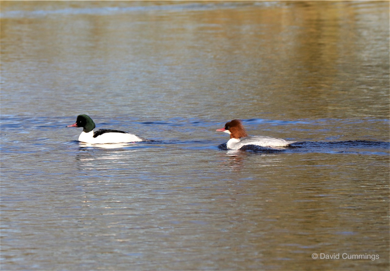 Goosanders