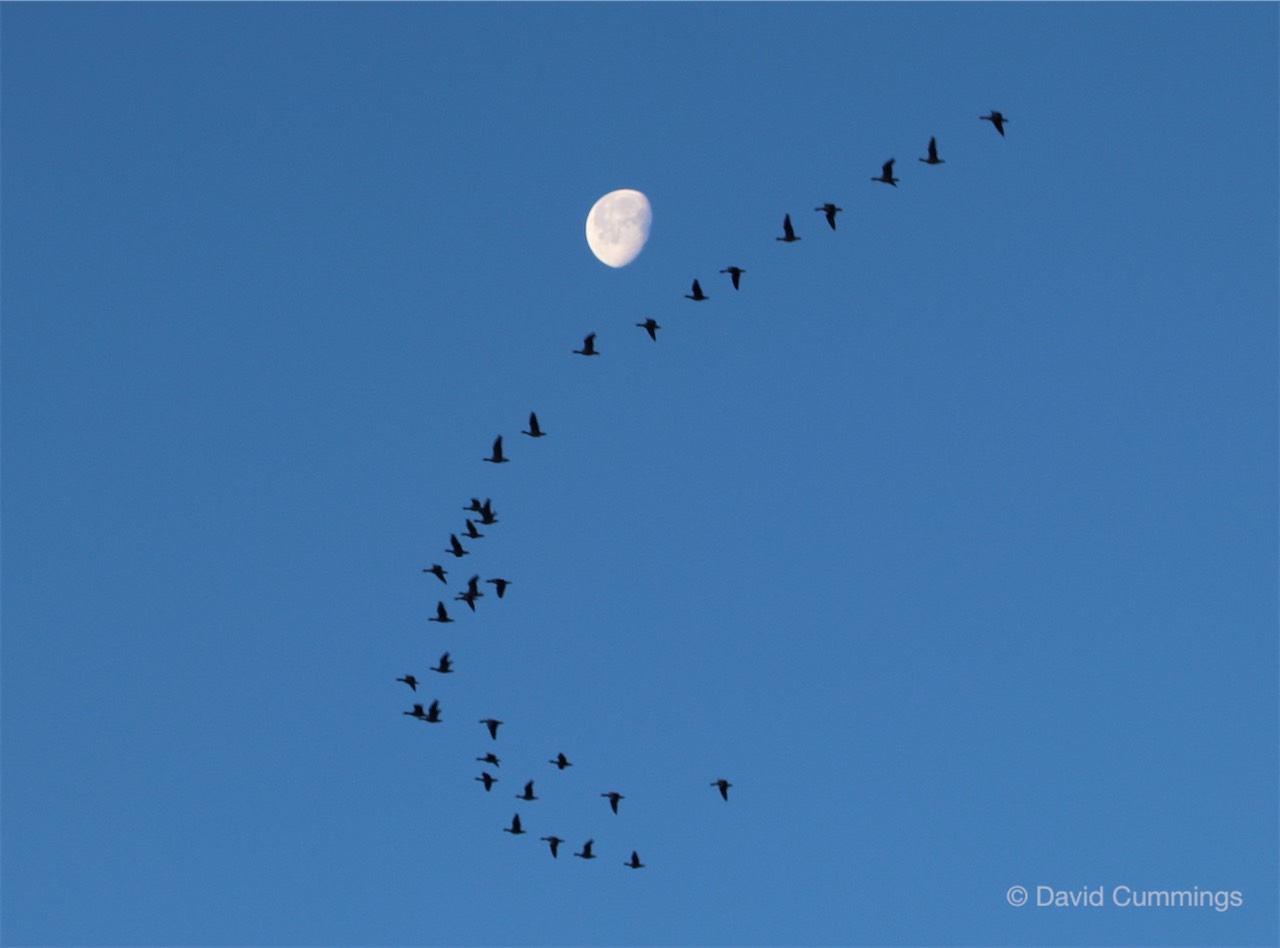 Pink footed geese