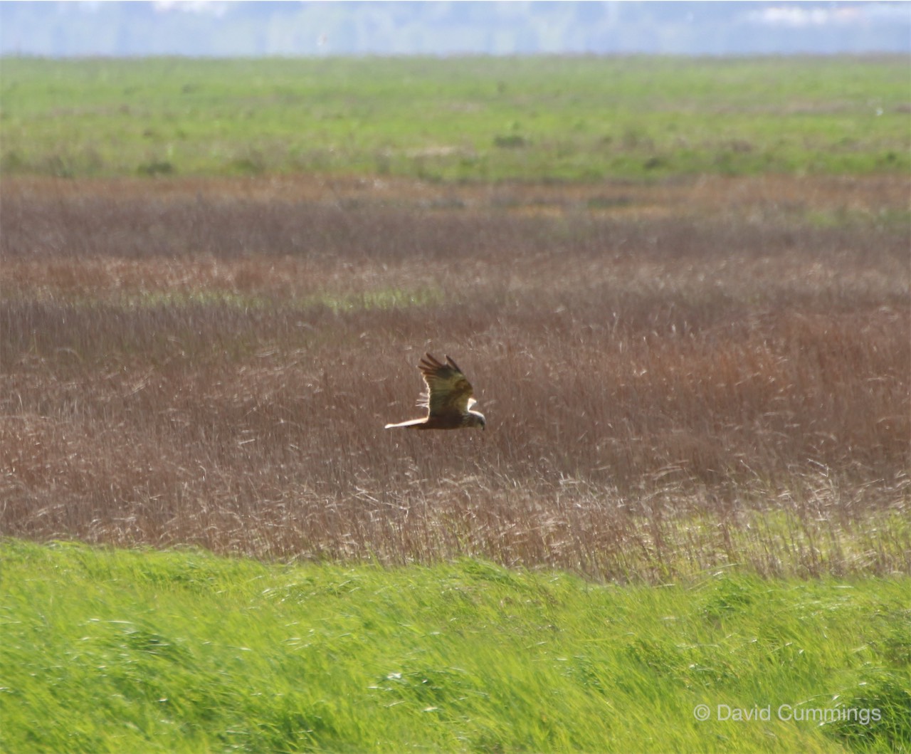 Marsh Harrier