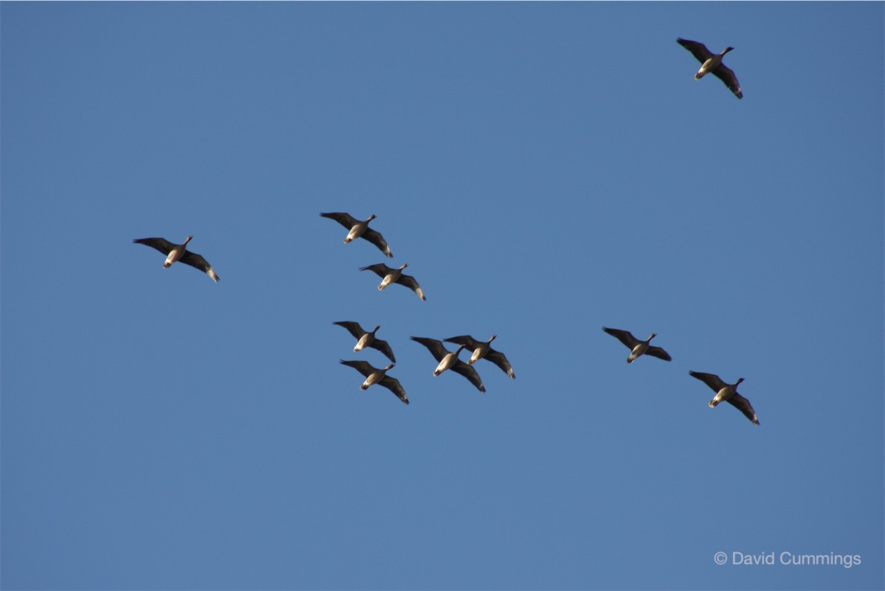Pink footed geese flying