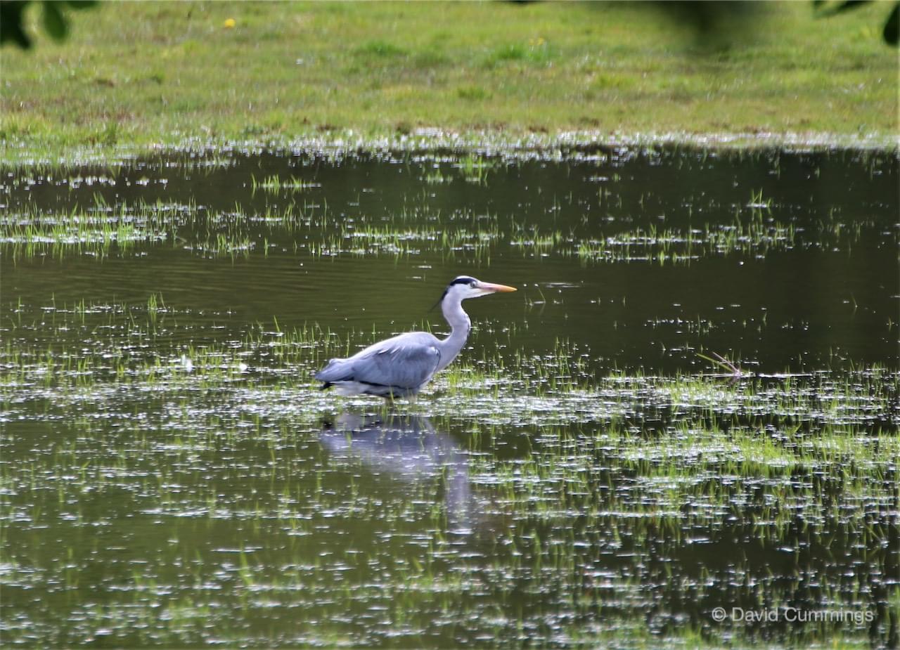 Grey Heron