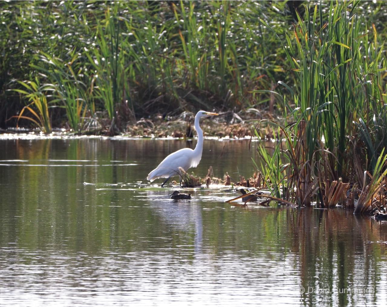 Great White Egret