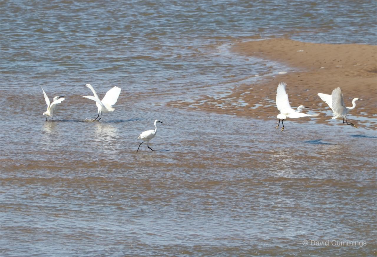 Little Egrets