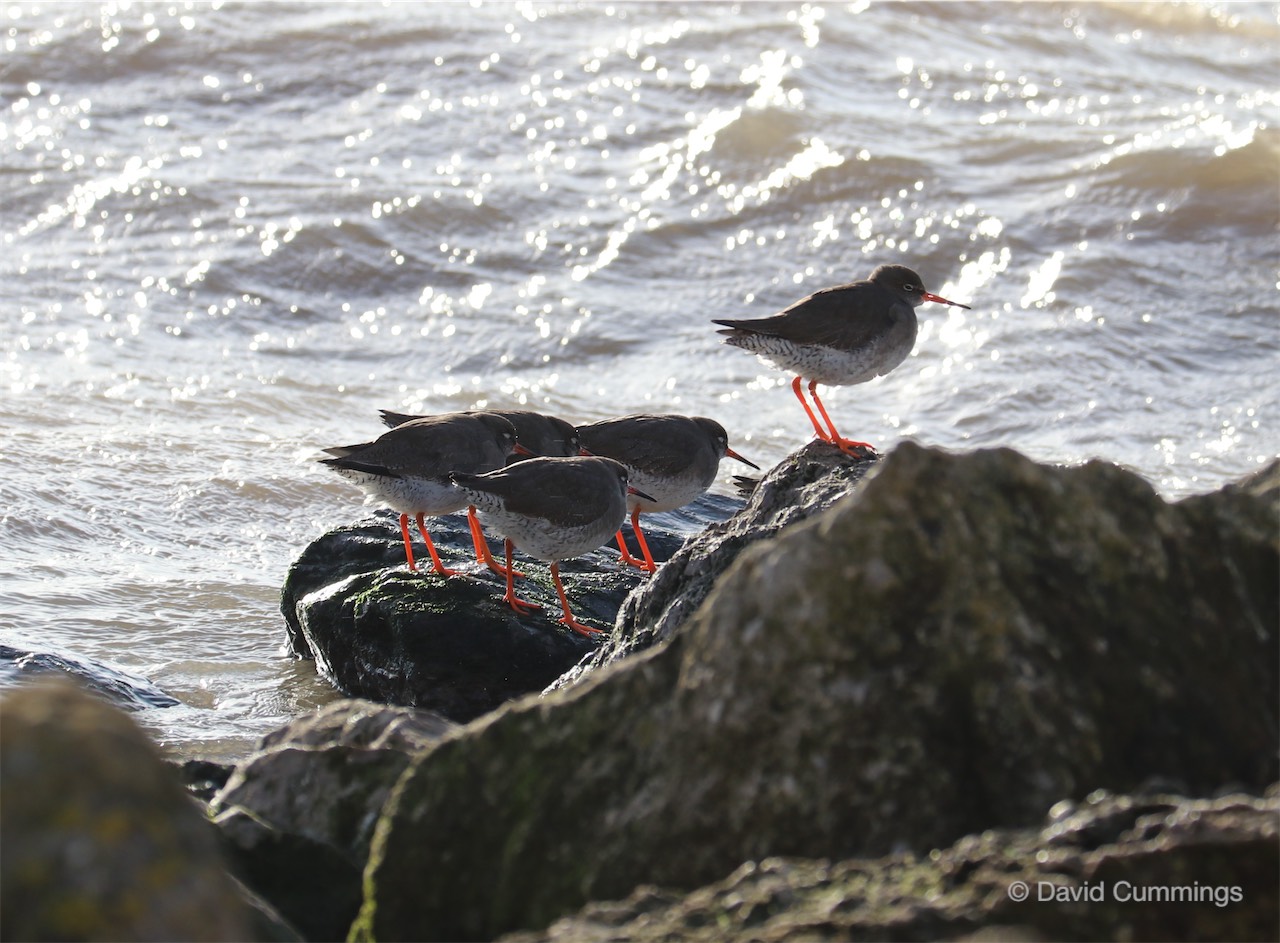 Redshank