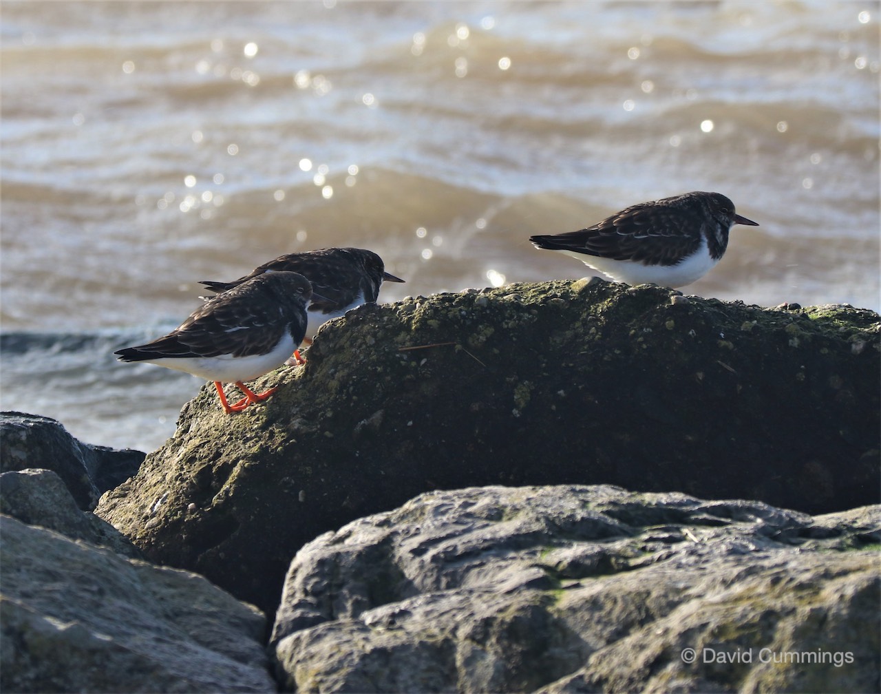 Turnstones