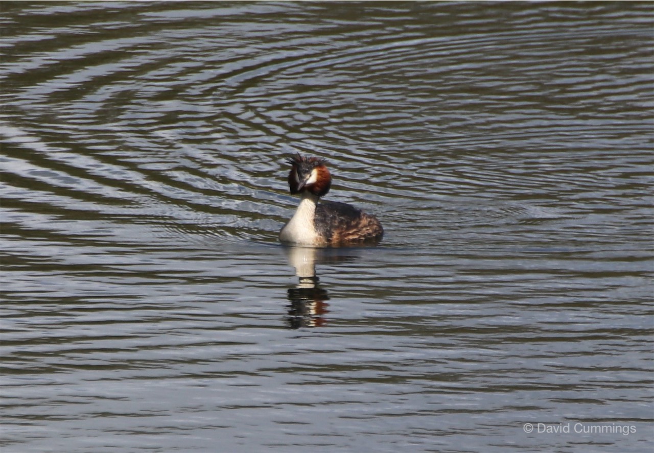 Great Crested Grebe