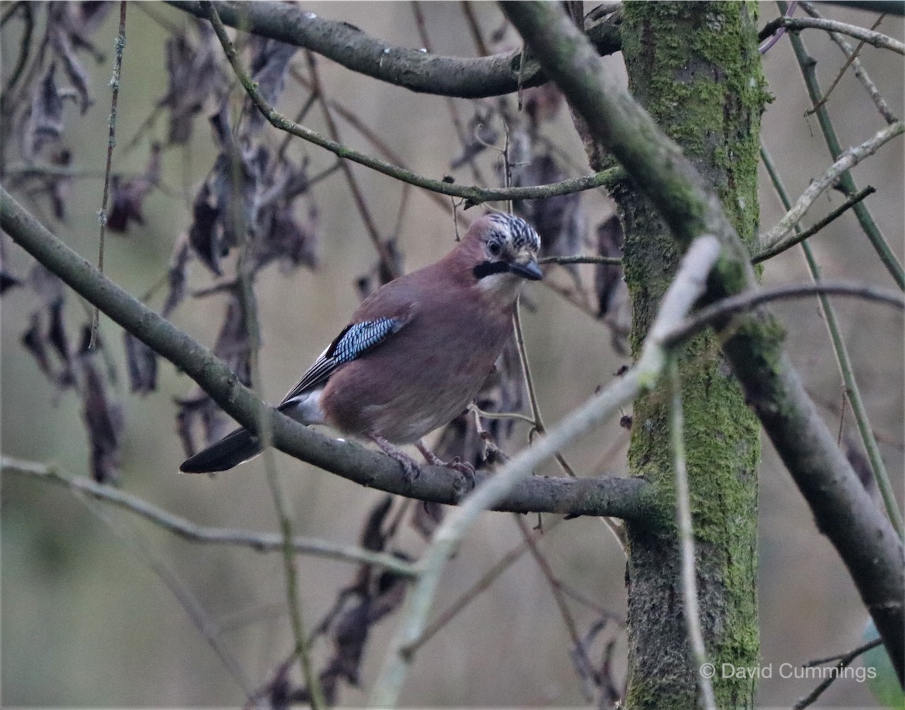 Jay